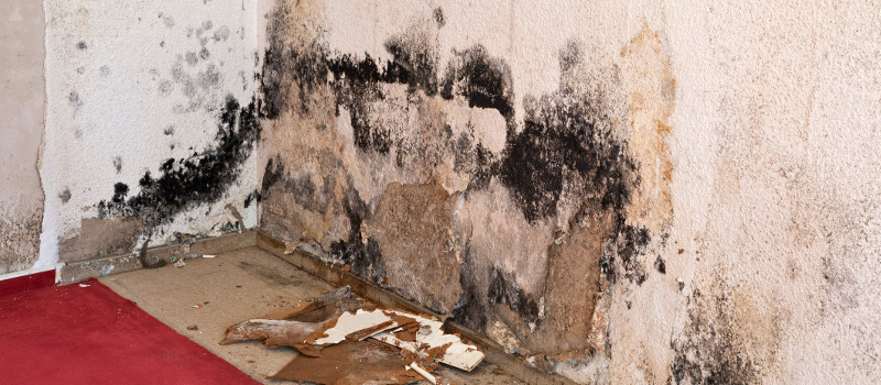 Mold Removal in Naperville, IL