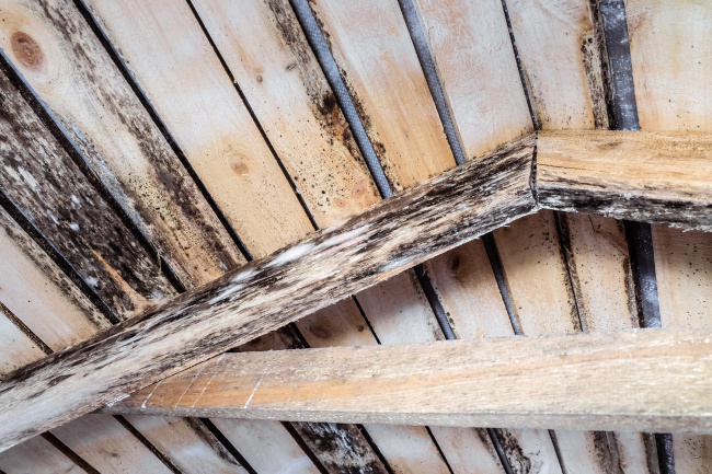 Everything You Need to Know About Attic Mold Removal