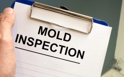 Four Times When You Need a Mold Inspection