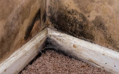 Three Reasons Mold Removal Should Be Professionally Done