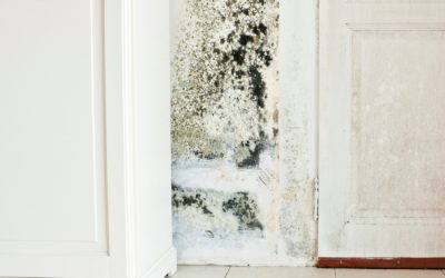 Top Signs You Need Mold Removal