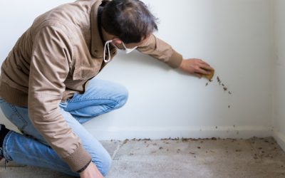 What to Expect During Your Mold Inspection