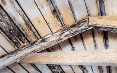 Do You Have Mold in Your Attic? 3 Reasons Why You Need Professional Attic Mold Remediation