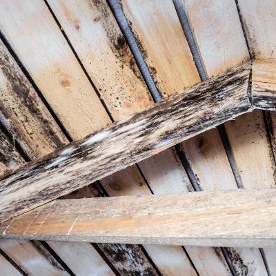 Do You Have Mold in Your Attic? 3 Reasons Why You Need Professional Attic Mold Remediation