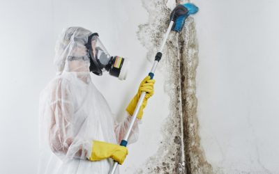 Mold Removal: Everything You Need to Know