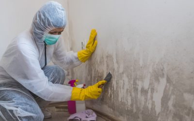 Are DIY Mold Removal Products Good Enough for your Mold Problem?