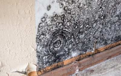 A Common Problem: Needing Basement Mold Remediation