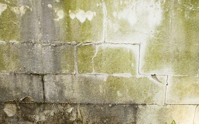 Should You Tackle Basement Mold Removal Yourself?