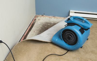 What to Throw Out During Mold Remediation