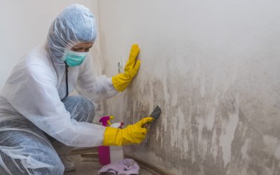 Three Steps to Proper Mold Removal