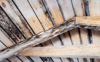 How to Tell if You Need Attic Mold Remediation