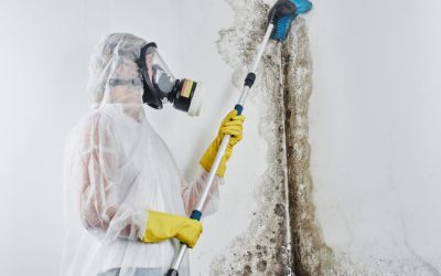 Reasons to Leave Mold Removal to the Experts