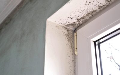 Why You Should Leave the Mold Remediation to the Professionals