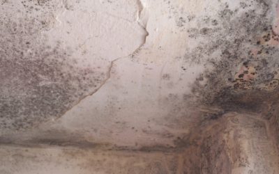 How Basement Mold Removal Works