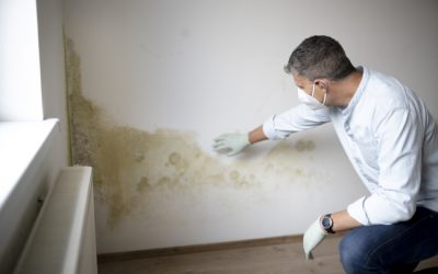 A Guide to Our Mold Services