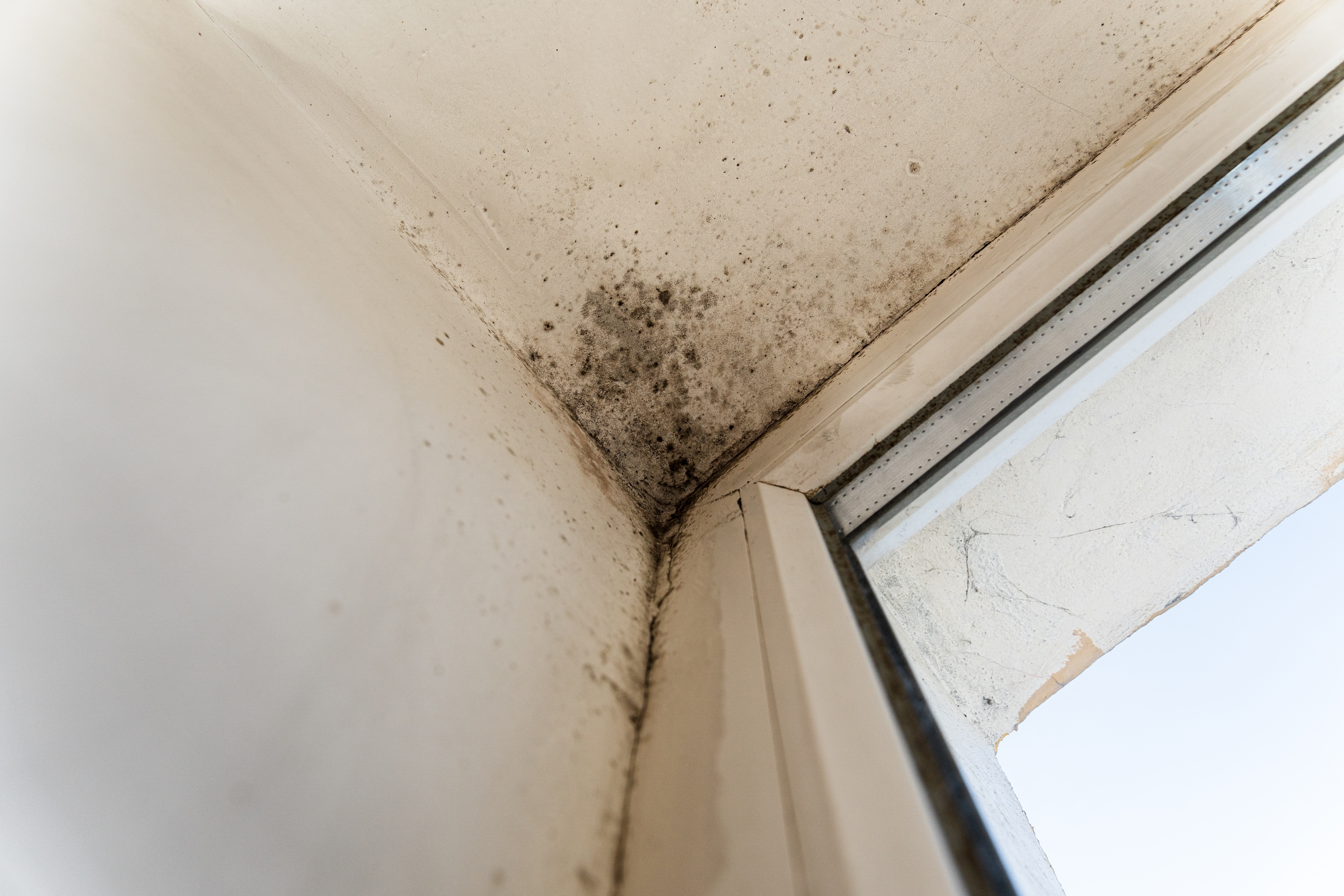 Why Professional Mold Remediation is Essential for Your Home’s Safety